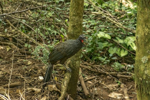 jacu bird