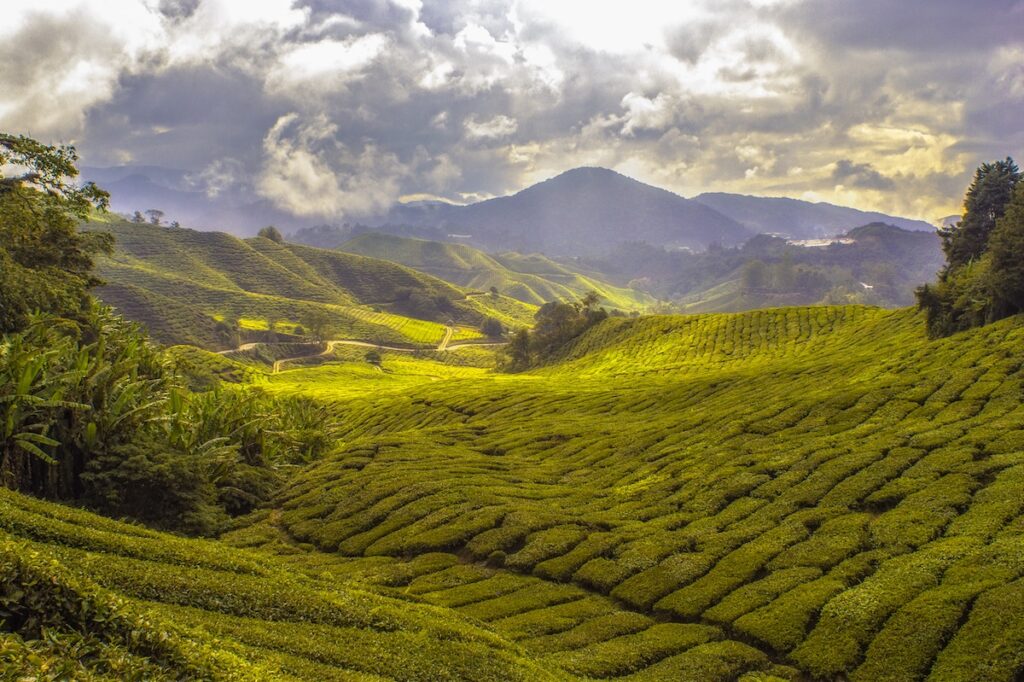landscape green tea malaisia